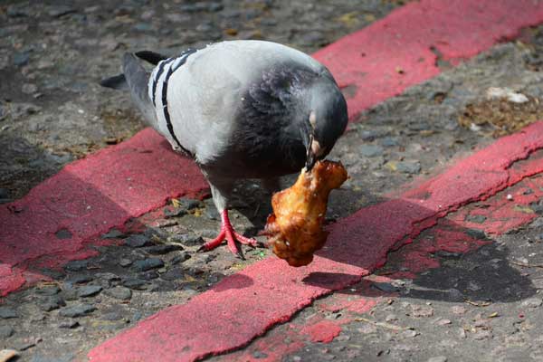 Do Pigeons Like Meat