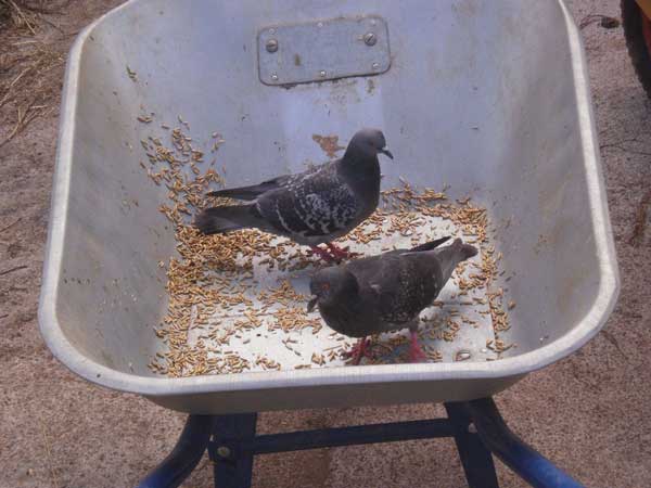 Do Pigeons Like Oats