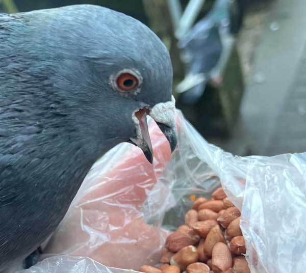 Do Pigeons Like Peanuts