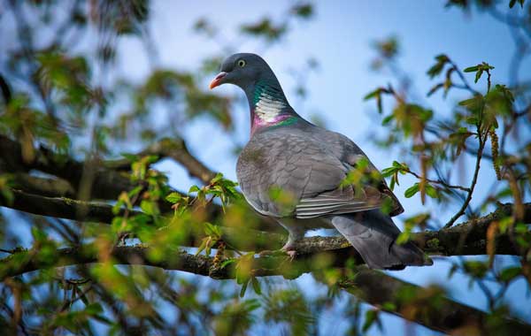 Do Pigeons Like Plants