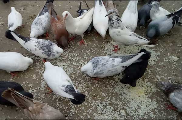 Do Pigeons Like Rice