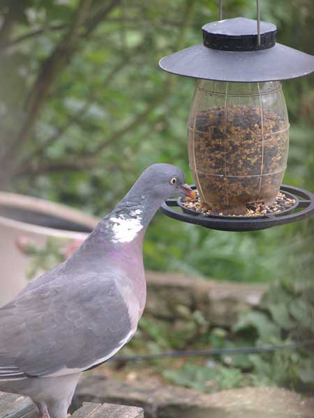 Do Pigeons Like To Eat From Bird Feeders