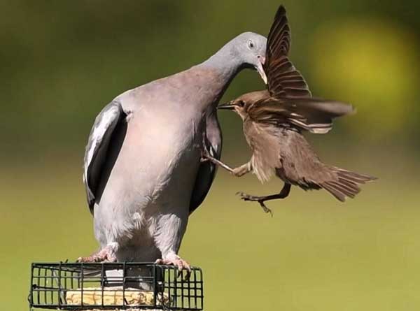 Do Pigeons Like to Eat Other Birds