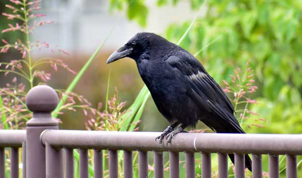 Factors that Influence a Crow's Decision to Feed on a Pigeon