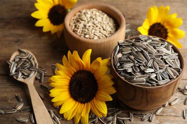 Health Benefits And Risks For Pigeons Eating Sunflower Seeds