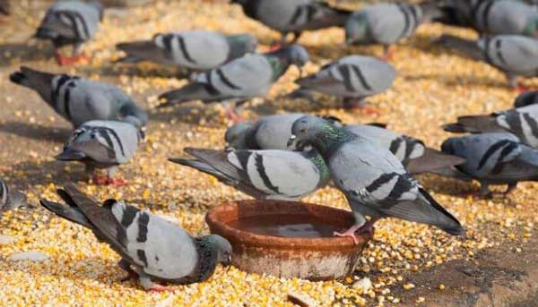 Health Benefits For Pigeons Eating Corn