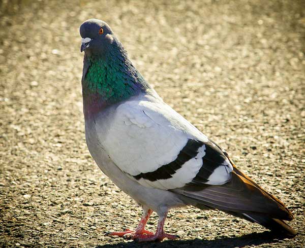 Health Benefits For Pigeons Eating Eggs
