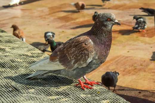 Health Benefits For Pigeons Eating Fish