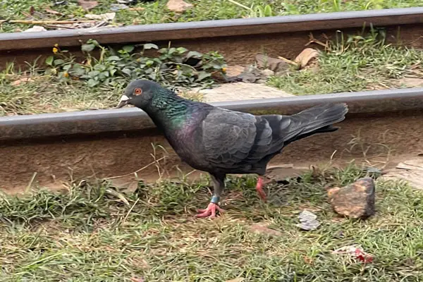 Health Benefits For Pigeons Eating Mealworms