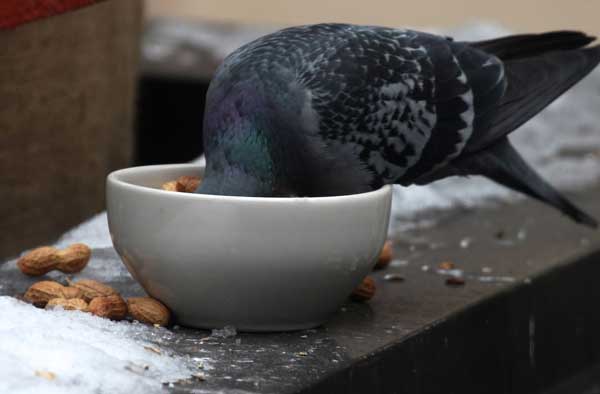 Health Benefits For Pigeons Eating Peanuts