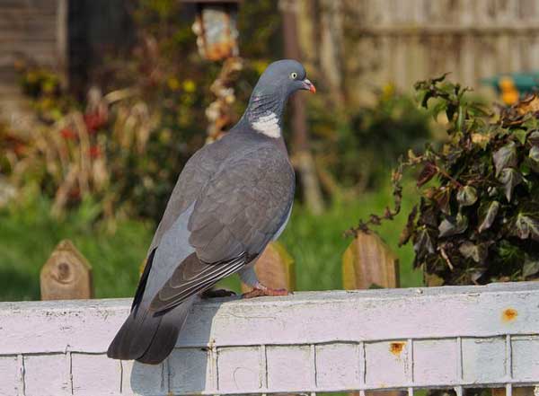 Health Benefits For Pigeons Eating Plants