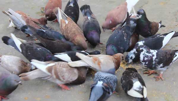 Health Benefits For Pigeons Eating Rice