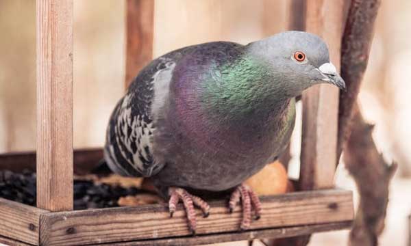 Health Benefits and Risks for Pigeons Eating from Bird Feeders