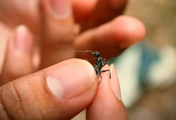 Health Risks for Pigeons Eating Ants