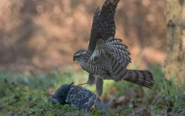 How Do Hawks Kill and Eat Pigeons