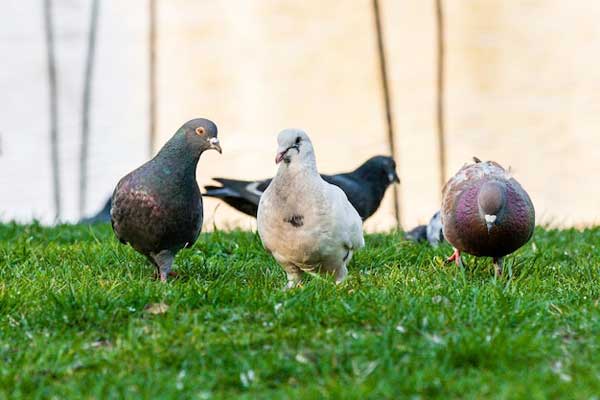 How Do You Go About Feeding Pigeons Plants