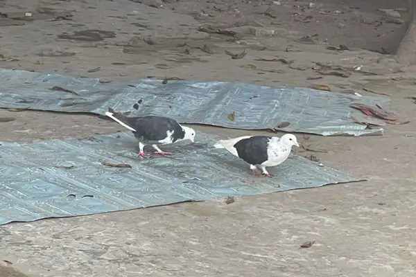 How Do You Prepare Mealworms For Pigeons