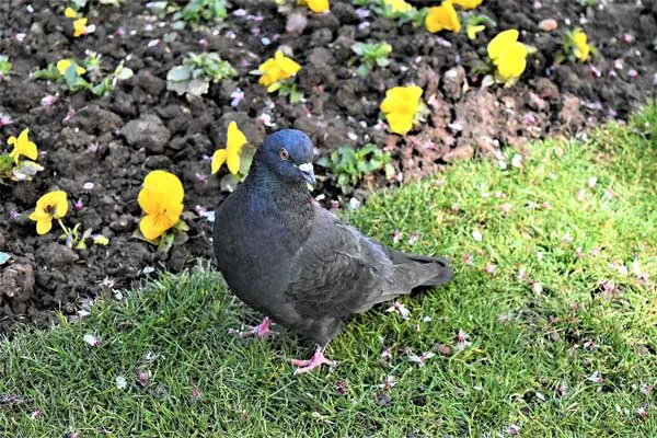 How Do You Prepare Plants For Pigeons