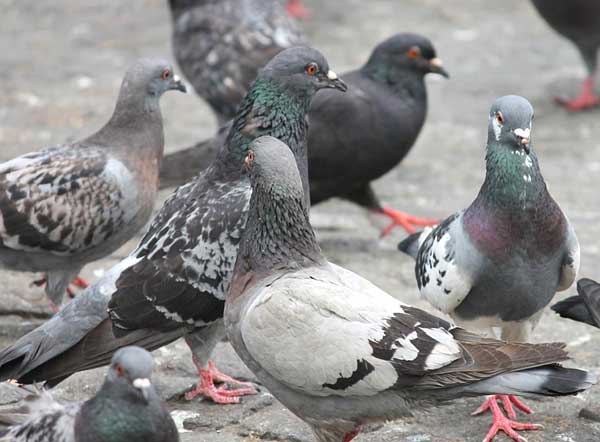 How Do You Prepare Rice For Pigeons