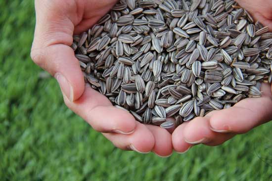 How Do You Prepare Sunflower Seeds For Pigeons