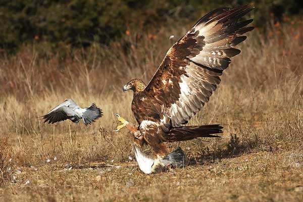 How Eagle Hunts the Pigeons