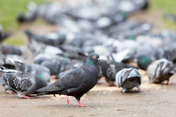 How Much Corn Should Pigeons Eat