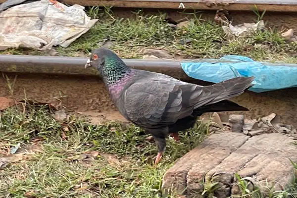 How Much Meat Should Pigeons Eat