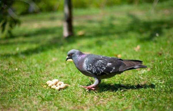 How Much Peanuts Should Pigeons Eat