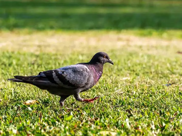 How Much Plants Should Pigeons Eat