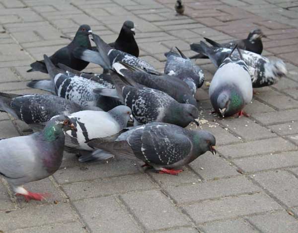 How Much Rice Should Pigeons Eat
