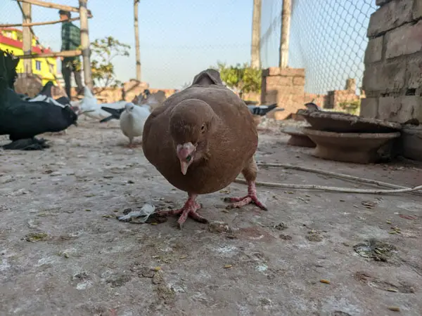 How Much Sunflower Seeds Should Pigeons Eat