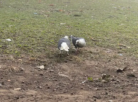 How Much Worms Should Pigeons Eat