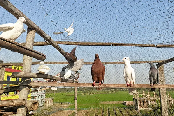 How To Stop Hawks From Attacking Pigeons