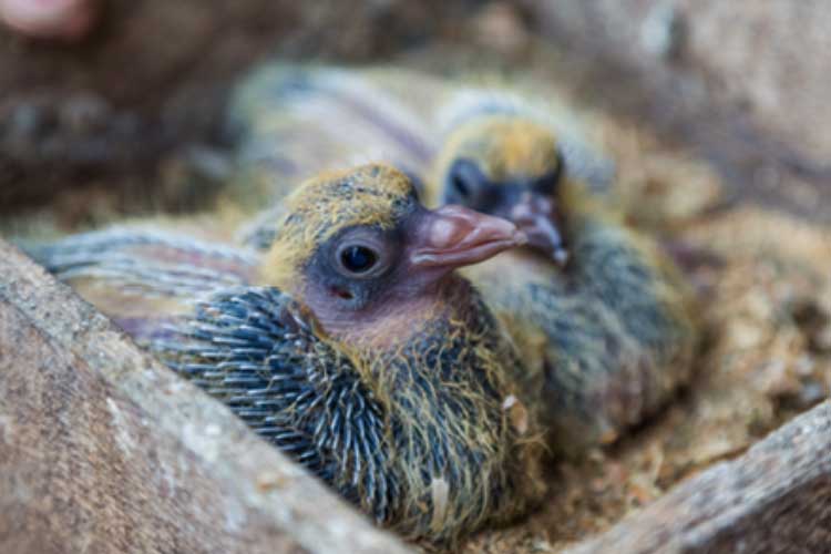 How To Take Care Of A Baby Pigeon? Do It the Right Way