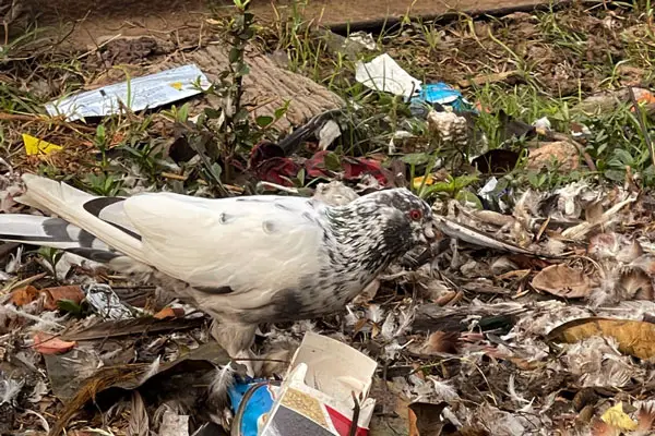 How do you Prepare Meat for Pigeons