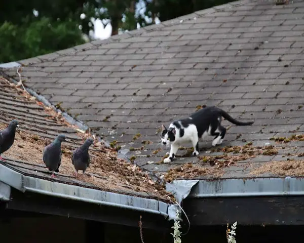 Is It Safe For Cats To Eat Pigeons