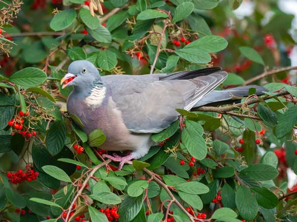 List Of Plants That Pigeons Eat And Those They Do Not Eat