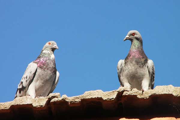 Make Your Roof Pigeon-free