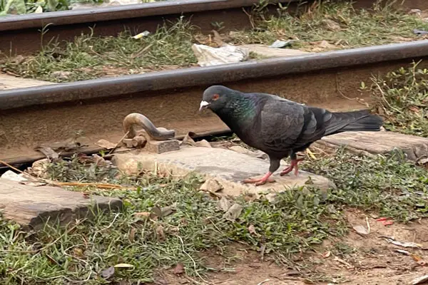 Mutation In Pigeons Eyes