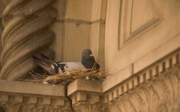 Pigeons Are Using The Gutter As A Nest