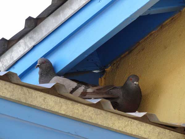 Pigeons Are Using Your Roof for Garret Nesting