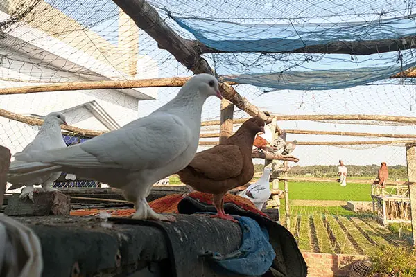 Pigeons Cognitive Abilities