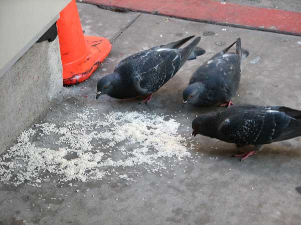 Pigeons Eat Cooked Rice