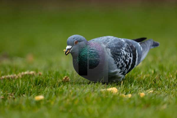 Pigeons Eat Grass