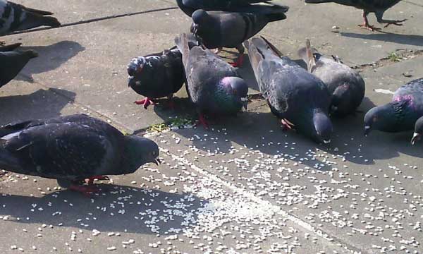 Pigeons Eat Uncooked Rice