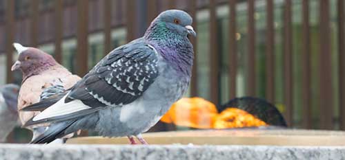 Pigeons Eat from Bird Feeders