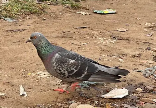 Pigeons Have Red Eyes