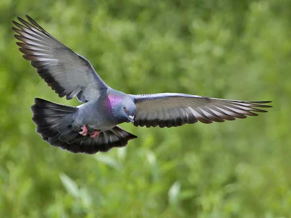 Pigeons Sense Of Direction And Navigation