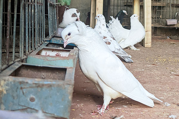 Pigeons Used At Shows