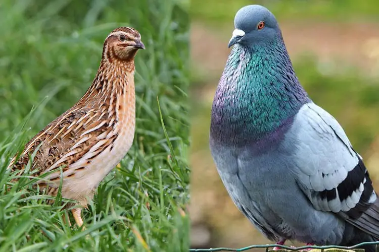 Quail vs Pigeon: Which one Raise for Meat? (Chicken Alternative)